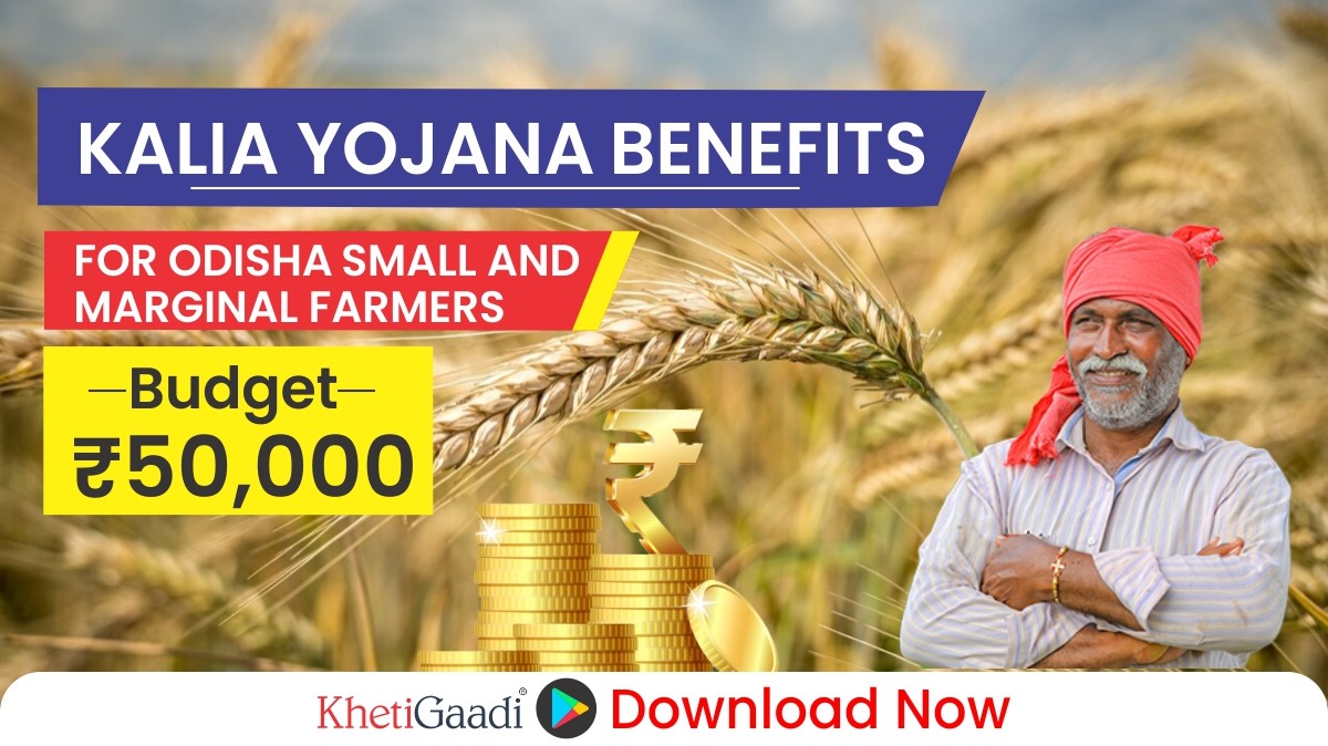 KALIA Yojana: Transforming Lives of Farmers in Odisha 