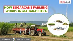 How Sugarcane Farming Works in Maharashtra: Business Model Explained