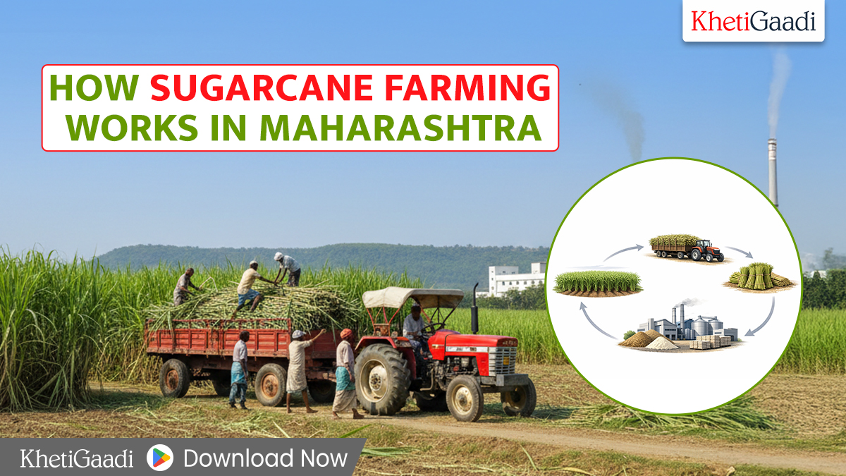 How Sugarcane Farming Works in Maharashtra: Business Model Explained