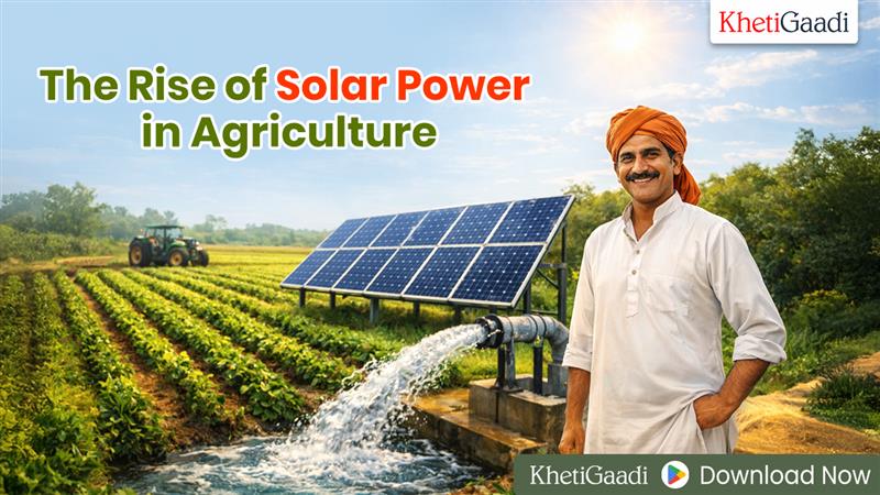 The Rise of Solar Power in Agriculture 