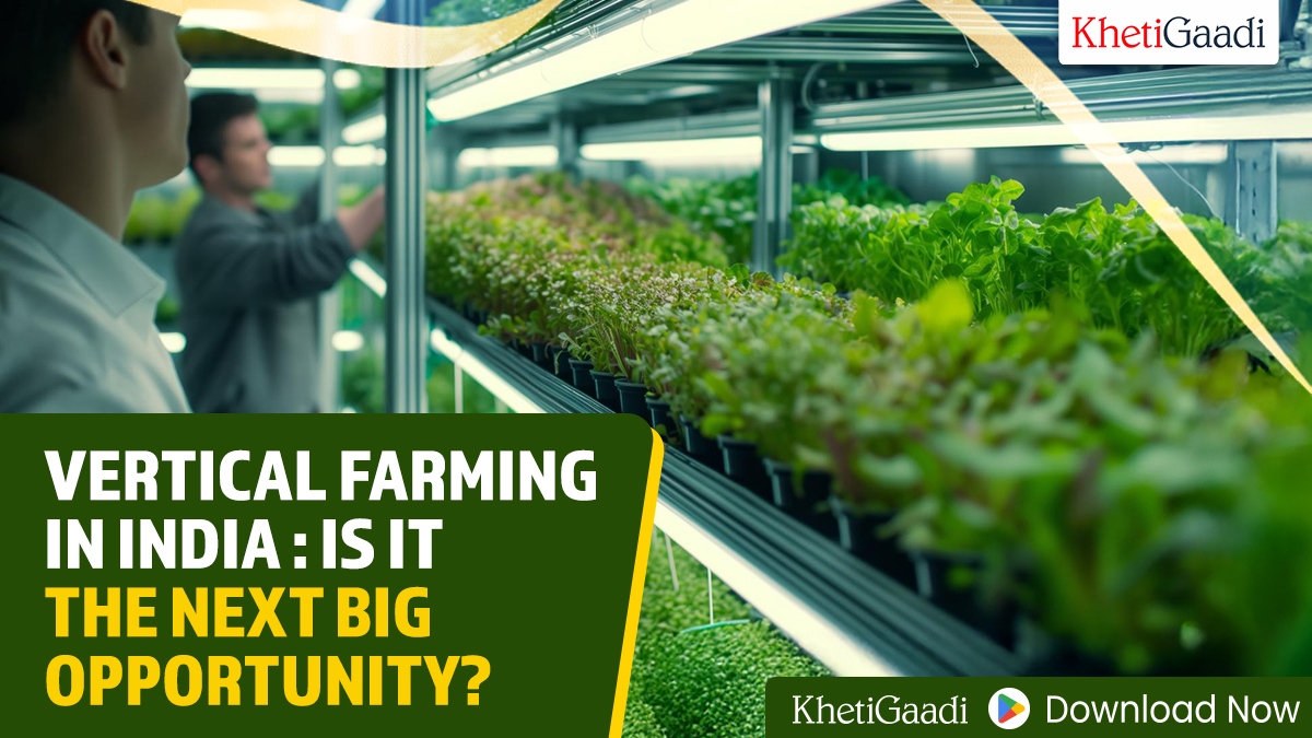Vertical Farming in India: Is It the Next Big Opportunity?
