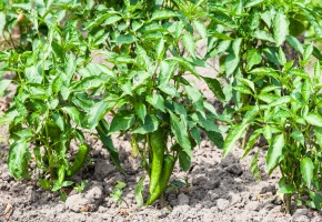 Chilli-Shine 820 F1(10 gm)