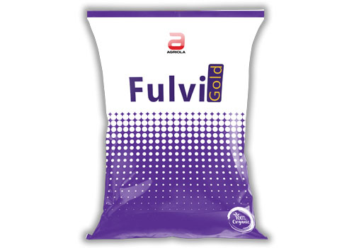 Fulvi_Gold_Front.jpg