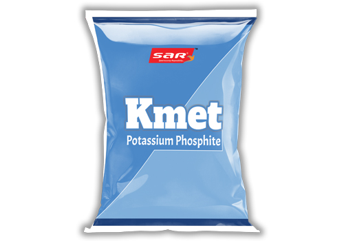 Kmet_Front.jpg