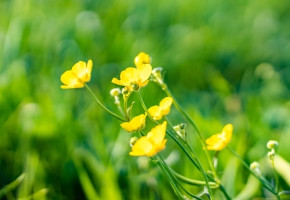 Mustard-Surabhi Black(1kg)