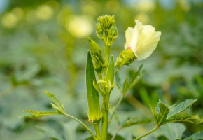 Okra-Damini F1(250gm)