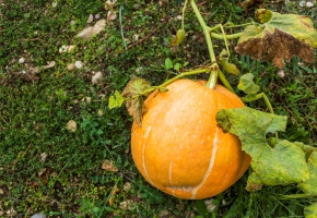 Pumpkin-Nirvana F1(10 gm)