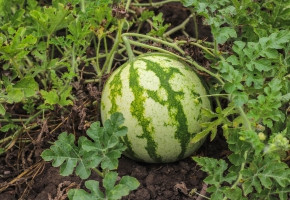 WaterMelon-Aditya F1(10 gm)