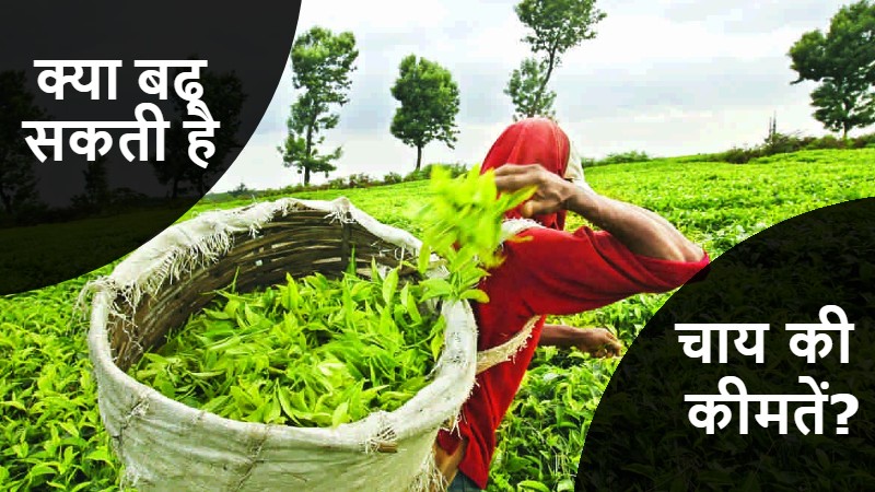 भारत में चाय का उत्पादन लगभग 10% घटा है; मूल्य में वृद्धि करने की सम्भावना