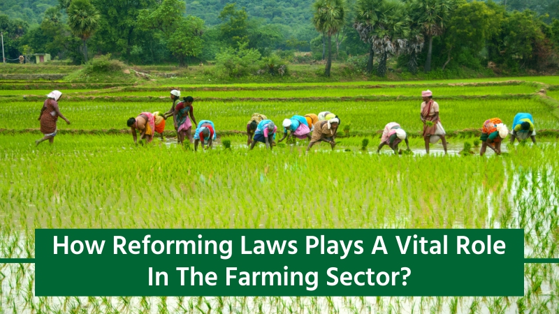 Reforming Laws Will Help In Promoting Agri Sector
