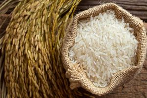 पंजाब कृषि विश्वविद्यालय ने की नई किस्म की बासमती चावल लॉन्च