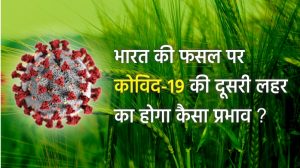 कृषि फसल पर भारत के राज्यों में कोविद-१९ का असर देखने मिल रहा है