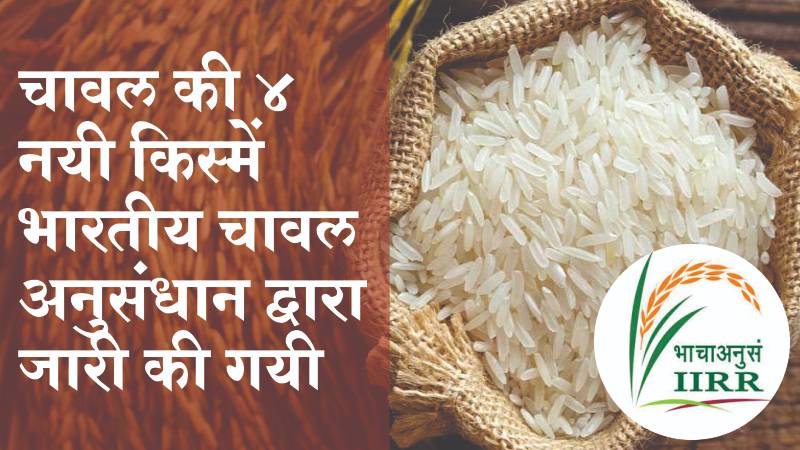 चावल की ४ नयी किस्में भारतीय चावल अनुसंधान द्वारा जारी की गयी
