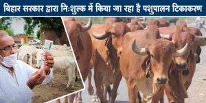 बिहार समेत अन्य राज्यों में सरकार द्वारा निःशुल्क में करवाया जा रहा पशुओं का टीकाकरण