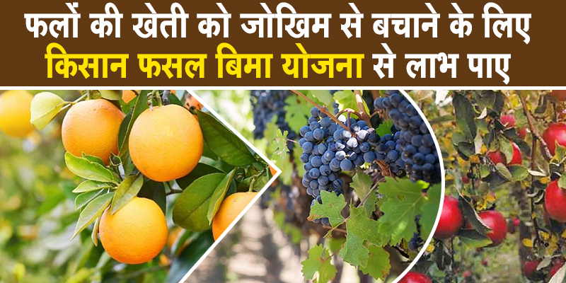 महाराष्ट्र एवं हरियाणा में किसानों के लिए फायदेमंद है फल फसल बीमा योजना