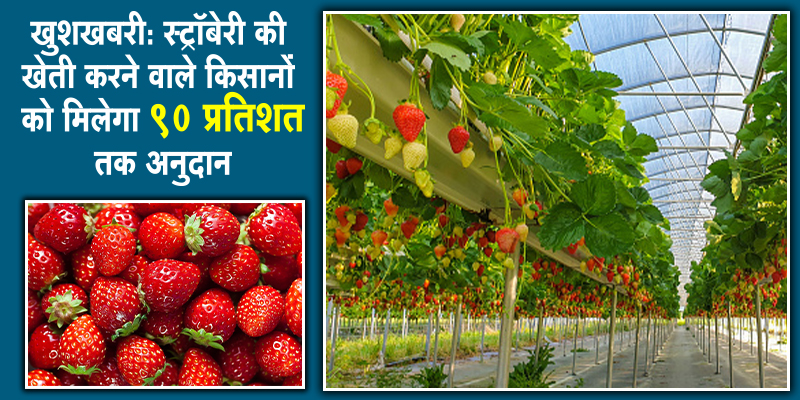 अन्य फसलों तथा स्ट्रॉबेरी करने वाले किसानों को होगा लाभ, पढ़ें पूरा विवरण