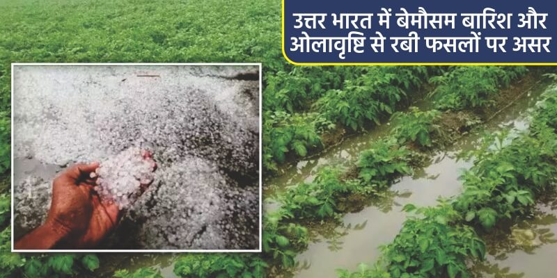 north-india-unseasonal-rains-affect-crops