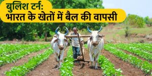 बुलिश टर्न: भारत के खेतों में बैल की वापसी
