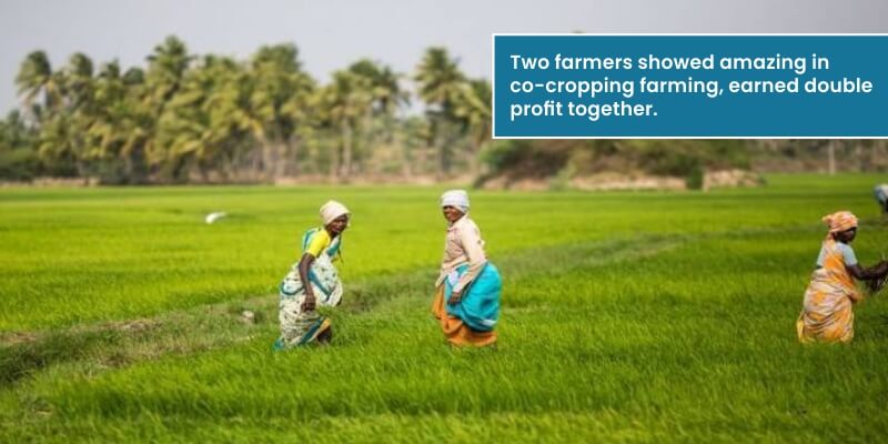 Two farmers showed amazing in co-cropping farming, earned double profit together.