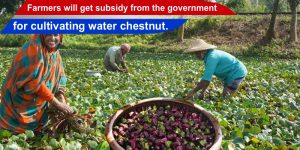 Farmers will get a subsidy from the government for cultivating water chestnuts.
