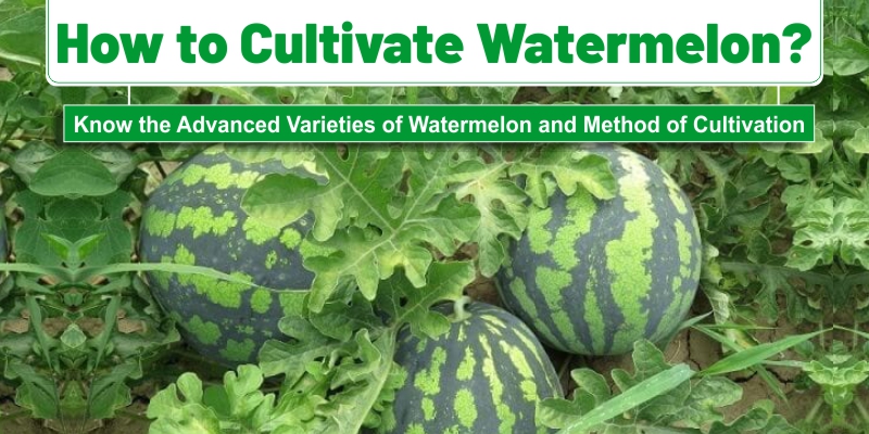 How to Cultivate Watermelon: Know the Advanced Varieties of Watermelon and Method of Cultivation.