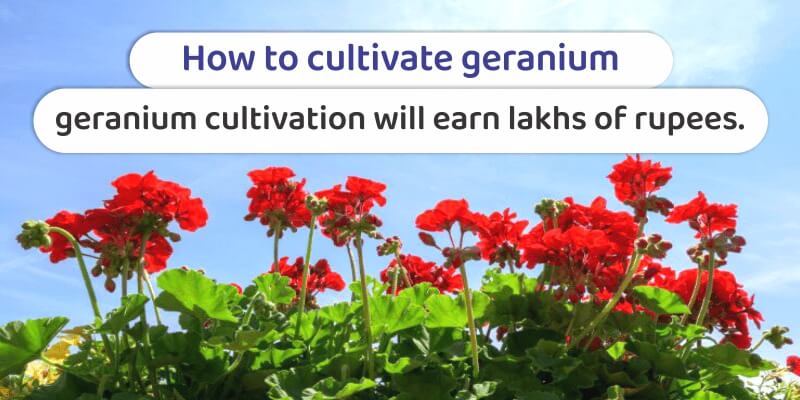 How to cultivate geranium: geranium cultivation will earn lacs of rupees.
