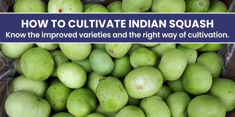 How to cultivate Indian Squash: Know the improved varieties and the right way of cultivation.