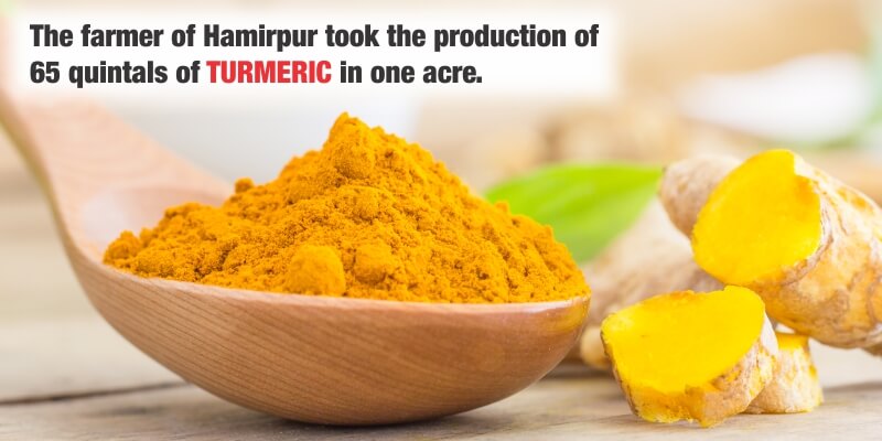 The farmer of Hamirpur took the production of 65 quintals of turmeric in one acre.