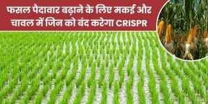 CRISPR फसल पैदावार बढ़ाने के लिए मकई और चावल में जीन को बंद करेगा।