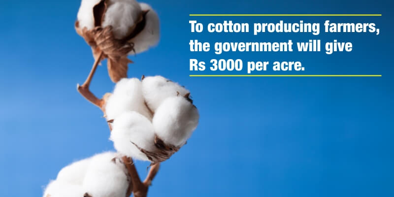 The government will give a grant of Rs 3000 per acre to cotton-producing farmers