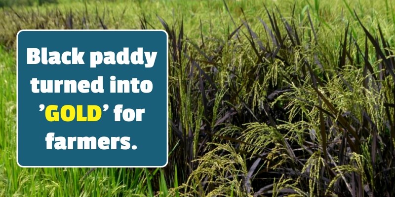Black paddy turned into ‘gold’ for farmers, farmers happy with bumper earnings.
