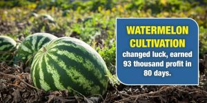 Earned 93 thousand profit in 80 day by the cultivation of watermelon.