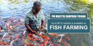 PM Matsya Sampada Yojana: Up to 60 percent subsidy is available on fish farming, apply for this scheme