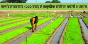 कर्नाटक सरकार 4000 एकड़ में प्राकृतिक खेती का अध्ययन करेगी।