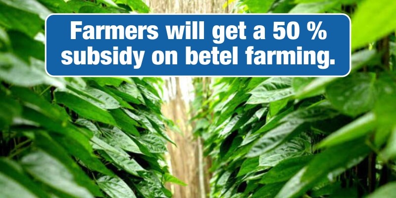 The government will give a 50 percent subsidy on betel cultivation, farmers will get benefits.