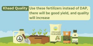 Khaad Quality: Use these fertilizers instead of DAP, there will be good yield, and quality will increase