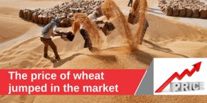The price of wheat jumped in the market, farmers are getting a good price on the purchase