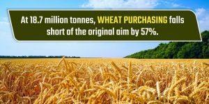 At 18.7 million tonnes, wheat purchasing falls short of the original aim by 57%.