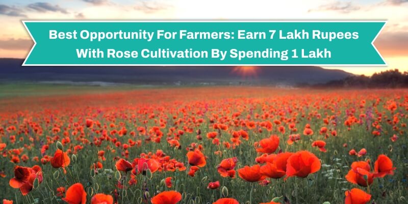 Best Opportunity For Farmers: Earn 7 Lakh Rupees With Rose Cultivation By Spending 1 Lakh