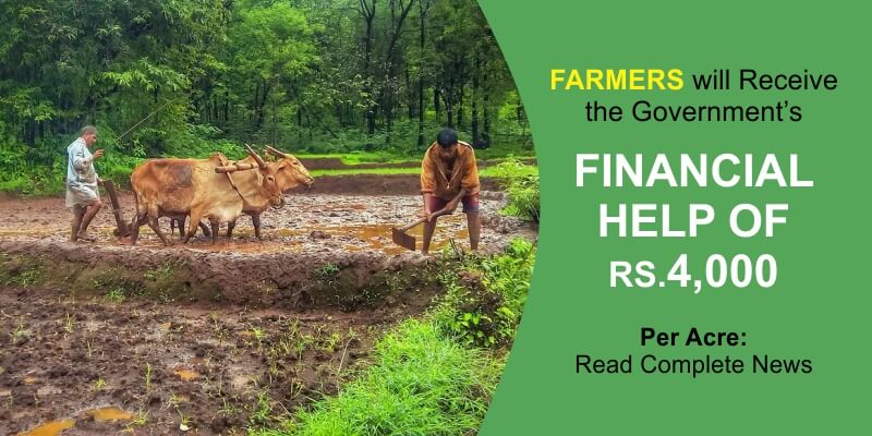 Farmers Who Grow Pulse And Oil Seed Crops Will Receive Government Financial Help of Rs. 4,000 Per Acre