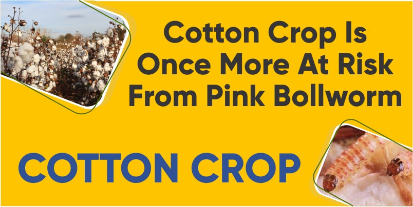 The Cotton Crop Is Once More At Risk From Pink Bollworm, Despite Limiting Alternatives For Control.