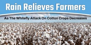 Rain Relieves Farmers As The Whitefly Attack On Cotton Crops Decreases