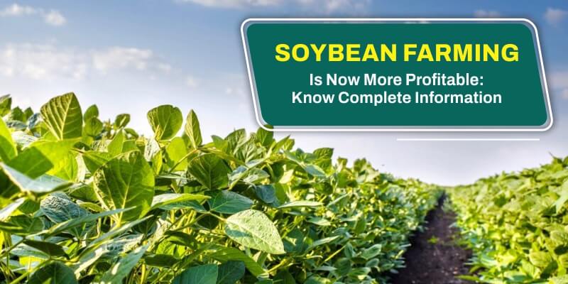 Soybean Farming Is Now More Profitable: Know Complete Information