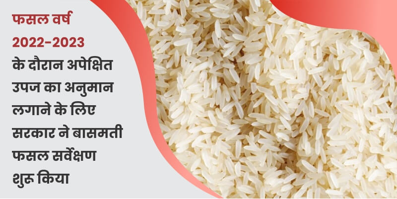 government-started-basmati-rice-survey