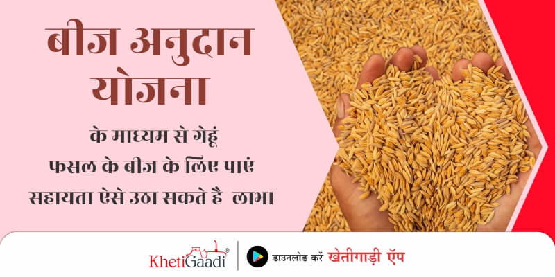 help-for-seeds-of-wheat-crop-through-seed-grant-scheme