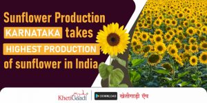 Here are the top 5 states with the highest production of sunflowers.