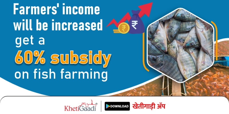 Subsidy Offer: Fish farming will increase the income of farmers; get a 60% subsidy, apply till February 28
