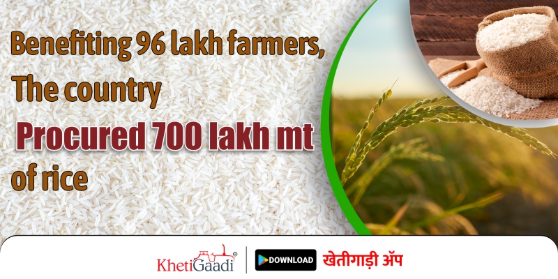 More than 700 lakh metric tonnes of rice have been procured in the country, benefiting 96 lakh farmer