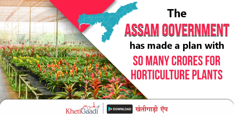 Horticulture Mission: Now horticulture crops will flourish in Assam; the Assam Government made a plan.