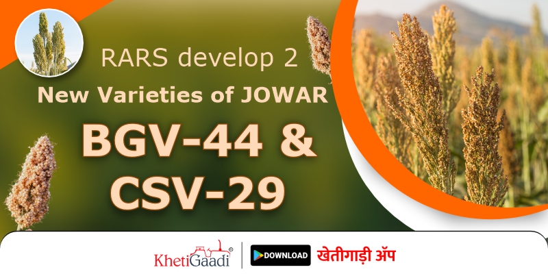 2 new varieties of jawar ‘BGV-44’ and ‘CSV-29’ are developed by RARS